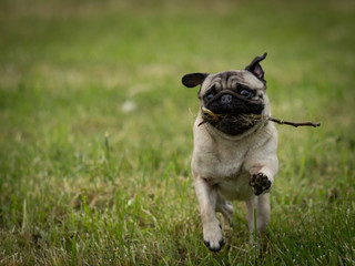 Mops mit Stock
