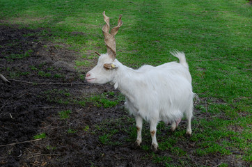 The  Girgentana white  goat on the Farm 