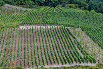 rows of grape vines on German mountain slope