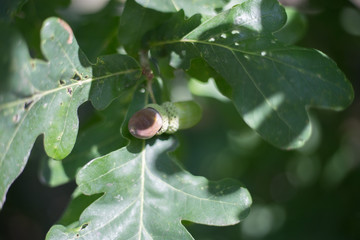 Green acorn with oak leaves