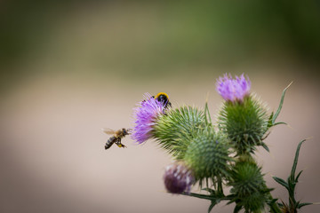 Biene bei der Arbeit