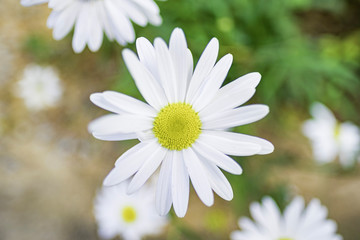Fototapeta premium Flores das ruas de Catas Altas