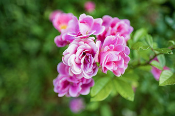 Fototapeta premium Flores das ruas de Catas Altas