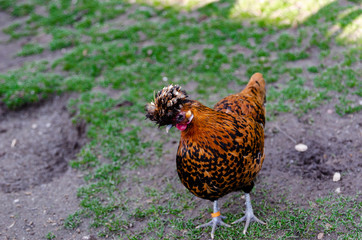  chicken Appenzeller  Spitzhaubehuhn spotted gold and black