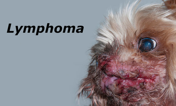 Yorkshire Terrier With A Diagnosis Of Lymphoma. Grey Background.