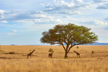 Fototapeta na wymiar Giraffes eating from acacia tree in Serengeti. Taken from the 4X4 while on a game drive during a safari trip around Kenya and Tanzania. 