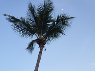 Fototapeta na wymiar Palm tree sky background day moon