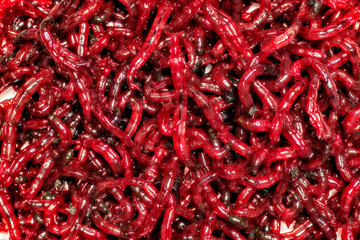 Fototapeta premium bloodworm is a mosquito larva. Good food for aquarium fish and fishing