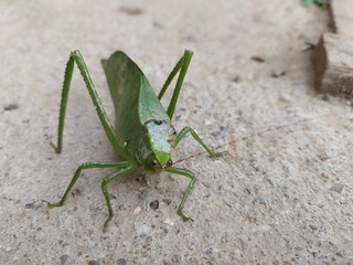 grasshopper on leaf