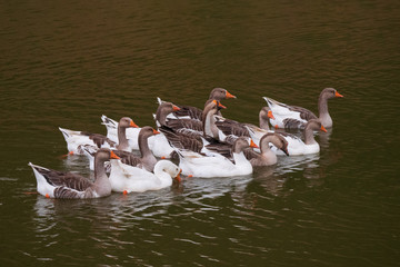 A groups of gooses swimming on a lake - 331802755