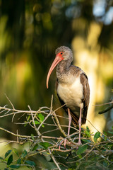Immature White Ibis at Sunset