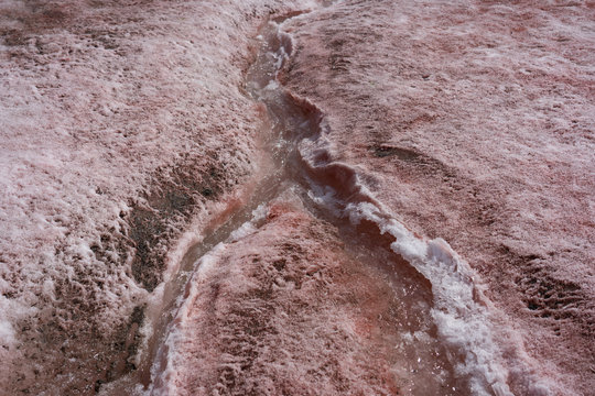 Small Stream Of Meltwater In An Area With Red Algae Growing On Snow