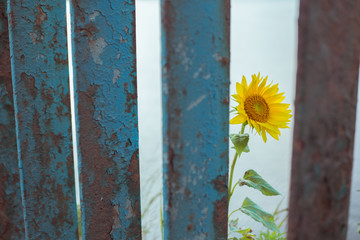 A sunflower peeks out from behind a blue rusty metal fence