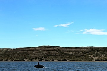 Ballena Austral