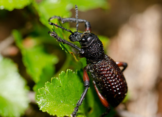 Beetle Aegorhinus vitulus in the Conguillio National Park.