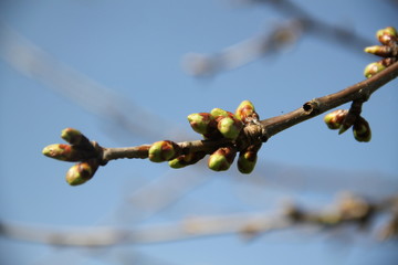Mirabelle plums fruit tree spring buds 
