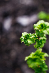 Currant bush in the spring. Growth. Greens appear.