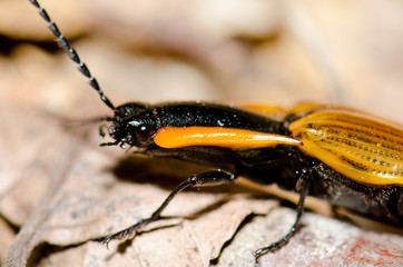 Beetle on the ground in the Conguillio National Park.