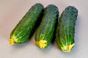 Fresh green cucumbers close-up on a grey background.