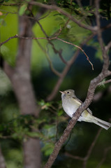 White-crested elaenia Elaenia albiceps chilensis on a tree.