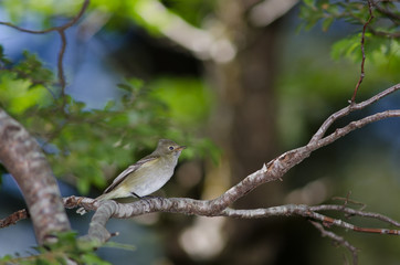 White-crested elaenia Elaenia albiceps chilensis on a tree.