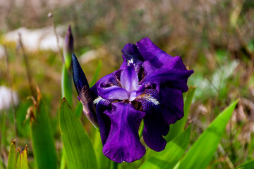 A close-up shot of an Iris germanica (bearded iris / German bearded iris) flower found in the wild in the French Alps mountains near Vence, France (Cote d'Azur, Riviera, Provence)