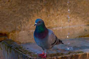 A close-up of a regular urban pigeon perched on a stone fountain and looking at camera in an old medieval French town