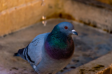 A close-up of a regular urban pigeon perched on a stone fountain and looking at camera in an old medieval French town