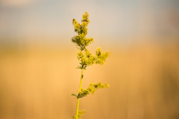 Ants on the plant with yellow background