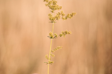 Ants on the plant with yellow background