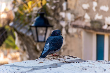 A close-up of a puffed up regular urban pigeon perched on a stone low wall in a medieval old town Vence (France)