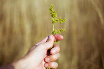 Hand holds a plant with ants on grass background