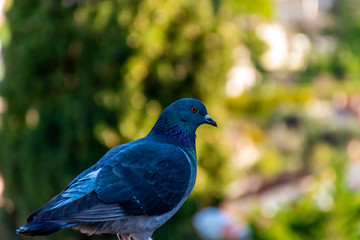 A close-up of a regular urban pigeon perched on a stone low wall in a medieval old town Vence (France)