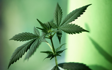 CBD hemp oil, drip, bio-medicine and ecology, hemp plant, herb, medicine, cannabis oil from medical extraction