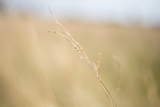 Yellow Grass Images – Browse 2,266,453 Stock Photos, Vectors, and Video |  Adobe Stock
