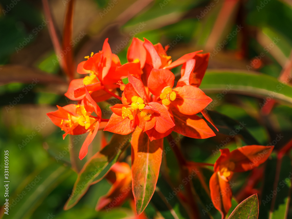 Wall mural bright euphorbia griffithii fireglow with orange bracts and yellow flowers