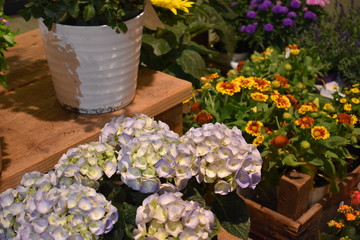 Colourful and fresh flowers at the shop for sale