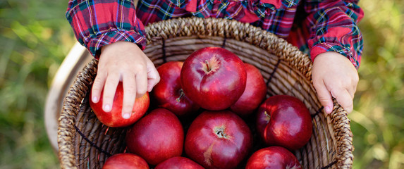 Child picking apples on farm in autumn. Little girl playing in apple tree orchard. Healthy...
