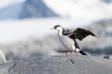 Imperial Shag standing on a rock in Antarctica