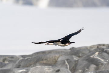 Imperial Shag flying in Antarctica