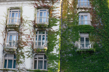 Fototapeta premium Climbing green plants on the facade of an old building