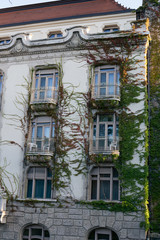 Fototapeta premium Climbing green plants on the facade of an old building