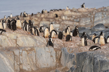 Naklejka premium Colony of Gentoo Penguins near Damoy point in Antarctica