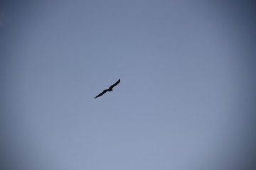 Black kite flying bird of prey in he blue sky