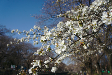 cherry tree blossom in spring