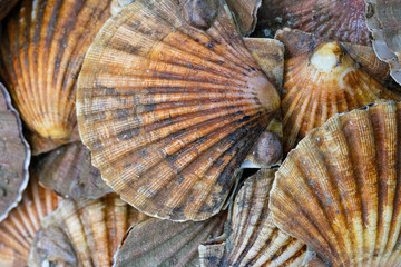 Pile of fresh scallops for sale at a London fishmongers