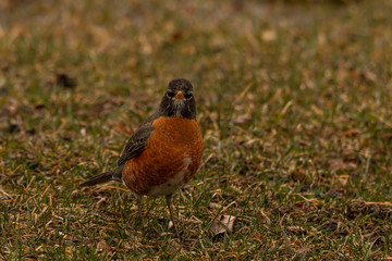 American robin 