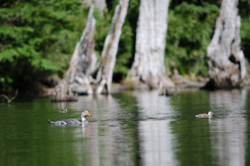 Obraz na płótnie Canvas Flying steamer ducks Tachyeres patachonicus in a lagoon.