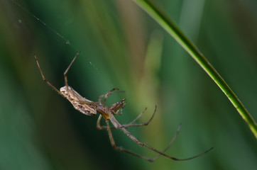Spider Tetragnatha extensa in the Captren lagoon.