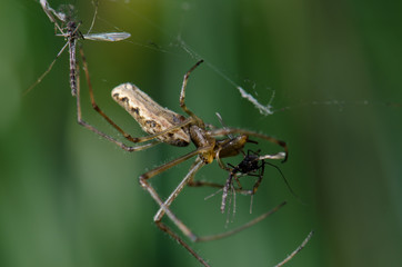 Spider Tetragnatha extensa in the Captren lagoon.